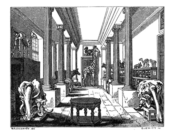 An engraving of the 'Old Ashmolean' entrance gallery in 1836