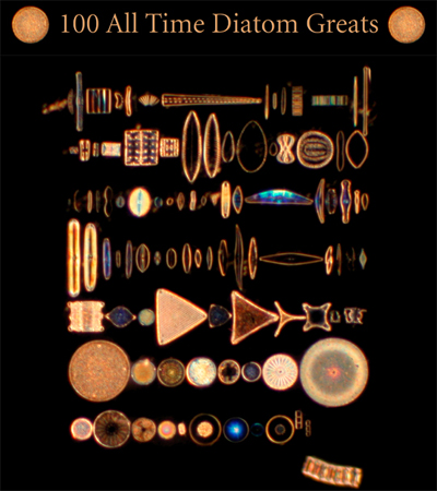 Top 100 All Time Diatoms Greats