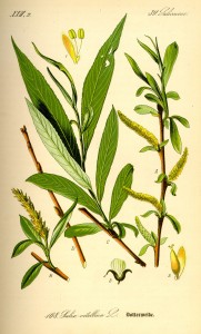 An illustration of White Willow (Salix alba)