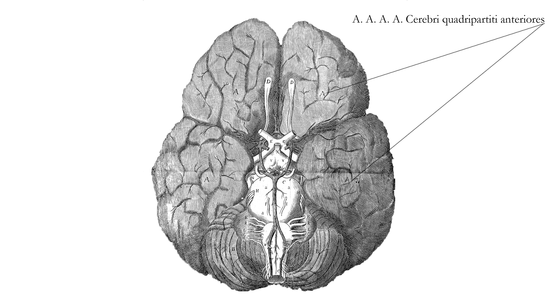 Anatomy of the brain