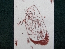 Seed