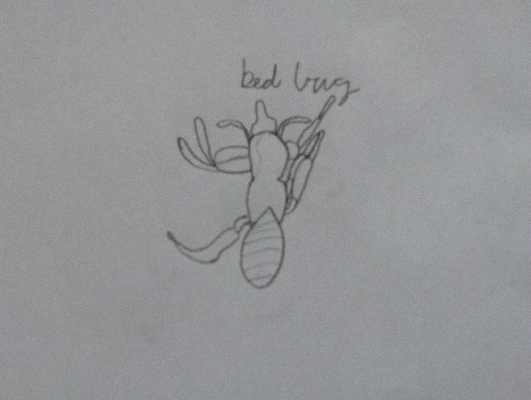 Bed bug