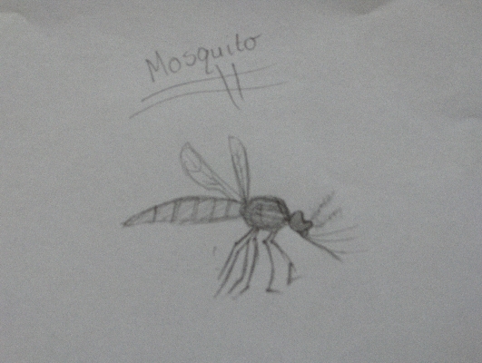 Mosquito