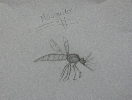 Mosquito