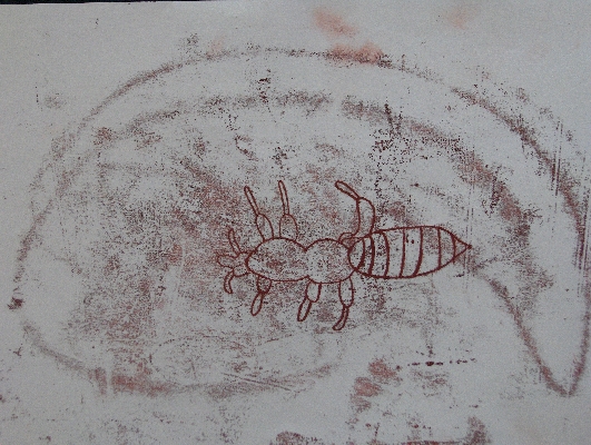 Bed bug