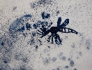 Mosquito