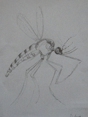 Mosquito dancer