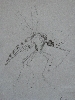 Mosquito dancer