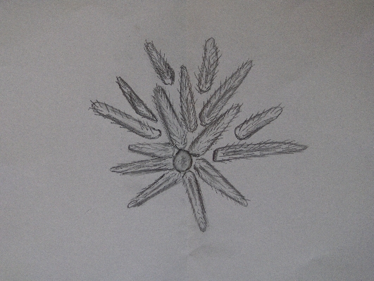 Spines of a starfish