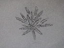 Spines of a starfish