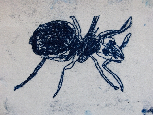 Ant