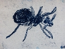 Ant