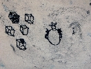 Bed bug and sugar crystals