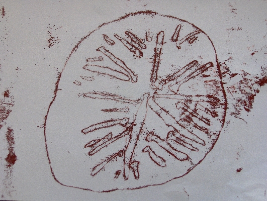 Star fish spines