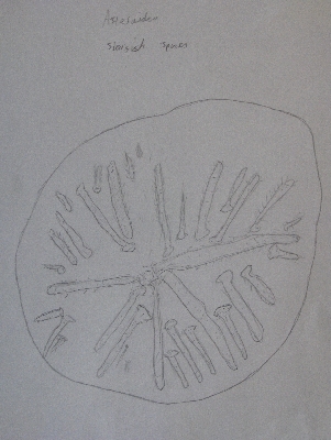 Star fish spines
