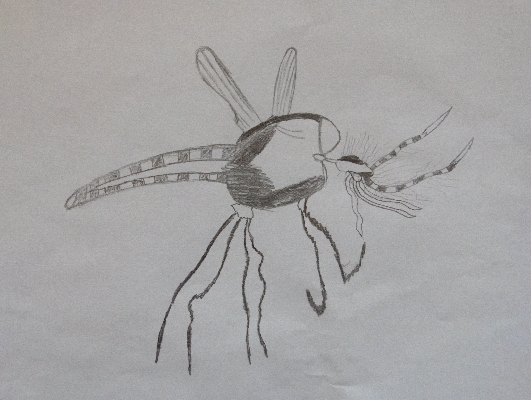 Mosquito