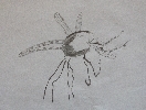 Mosquito
