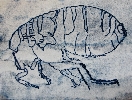 Flea (after Robert Hooke)