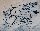 Fly (after Robert Hooke)