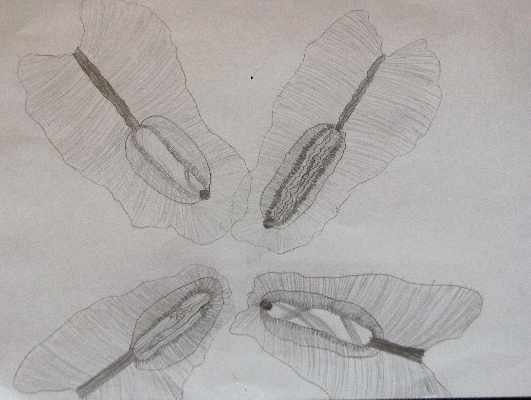 Paulounia imperialis