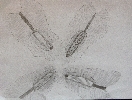 Paulounia imperialis