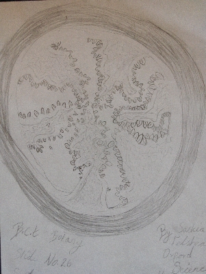 Plant cross-section (drawing)