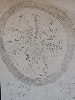 Plant cross-section (drawing)
