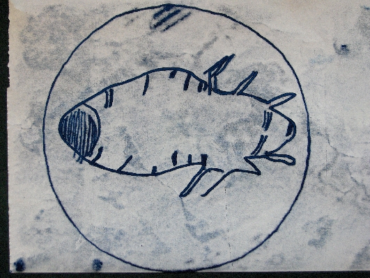 Head louse