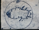 Head louse