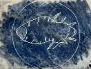 Head louse (negative)
