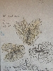 Winged seeds (drawing)