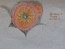 Peristone of Funaria Hugrometrica