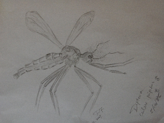 Mosquito