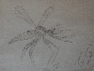 Mosquito