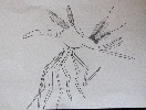 Mosquito