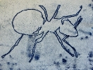 Ant