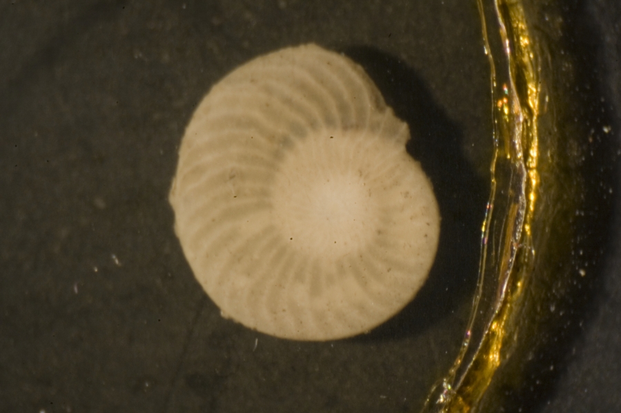 62954_2498-1