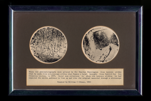 Photomicrographs of Cajal’s slides, prepared by Charles Sherrington